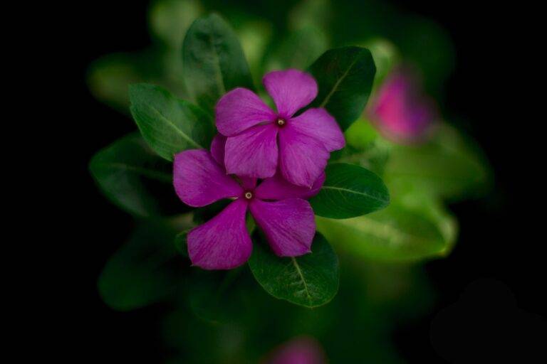 Exploring Cross-Border Voting Issues